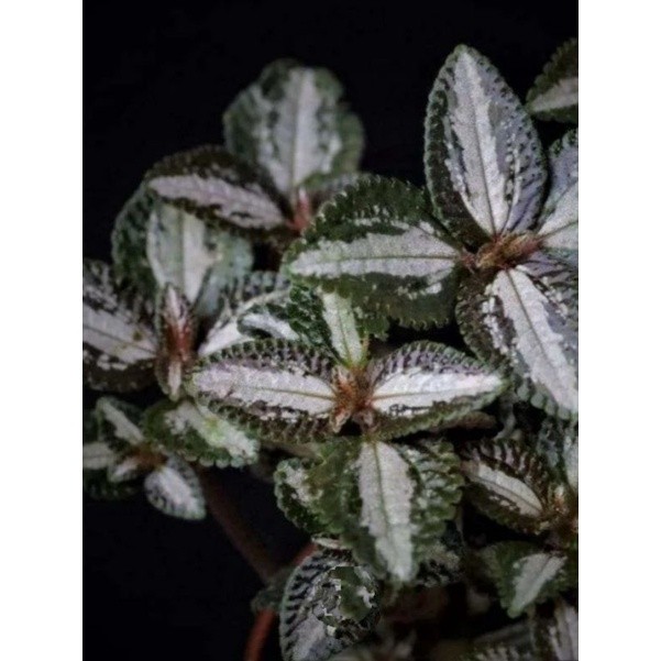 tanaman hias pilea sprucieana wedd/pilea silver