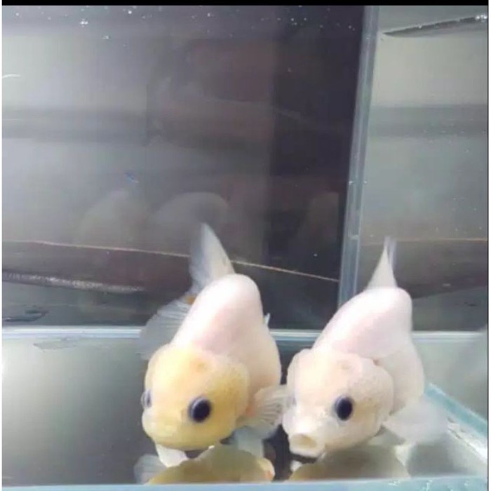 pemanis aquarium hias mas koki rancu putih mulus premium mkpartfish