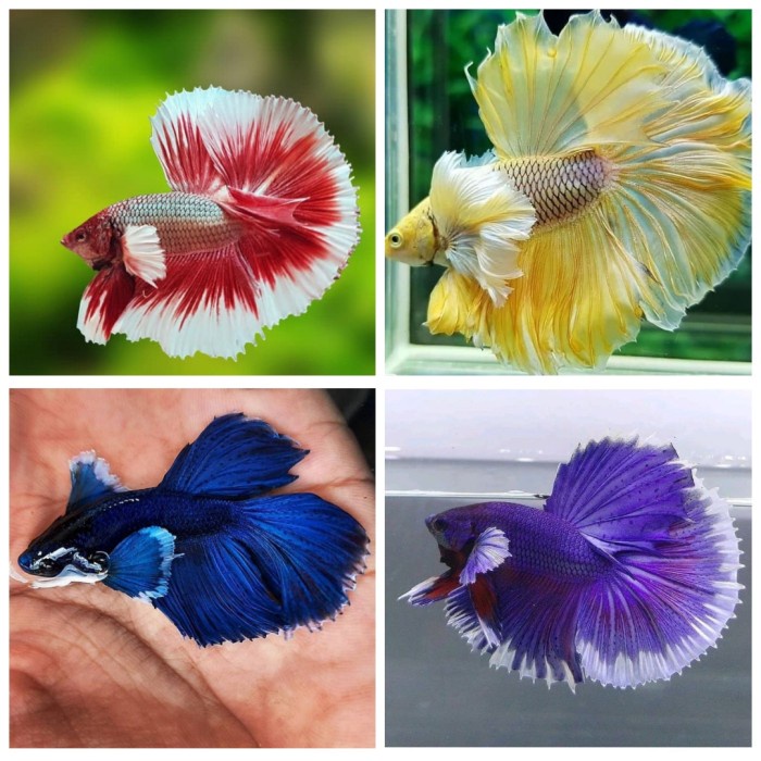 singletank  Hias cupang big ear lavender mix rosetaill