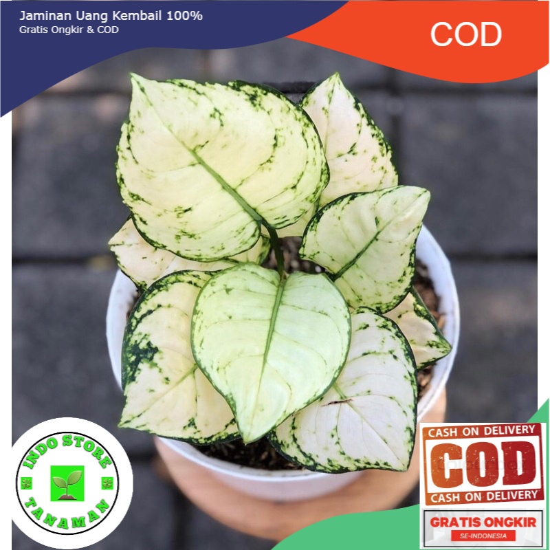Tanaman hias aglonema super white anakan - Aglonema Super white Baby (BISA COD)