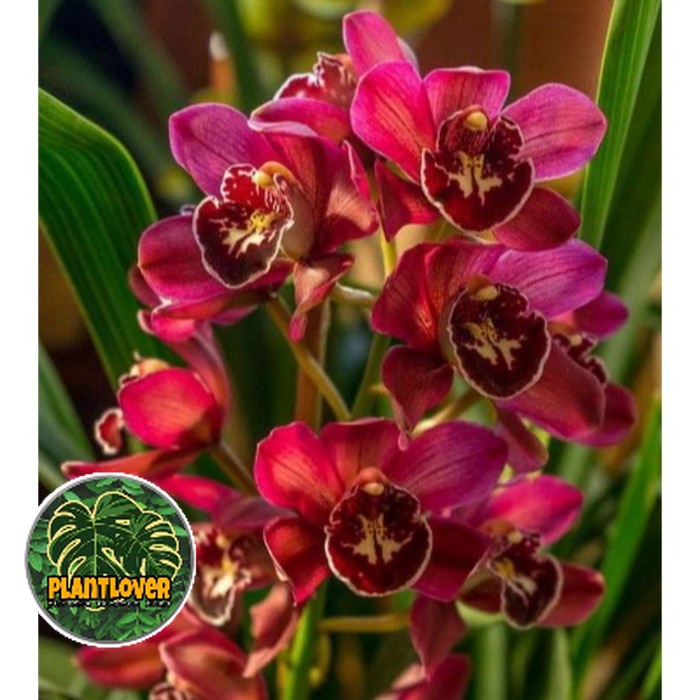 ( PROMO ) Anggrek cymbidium dark red - tanaman hidup IB