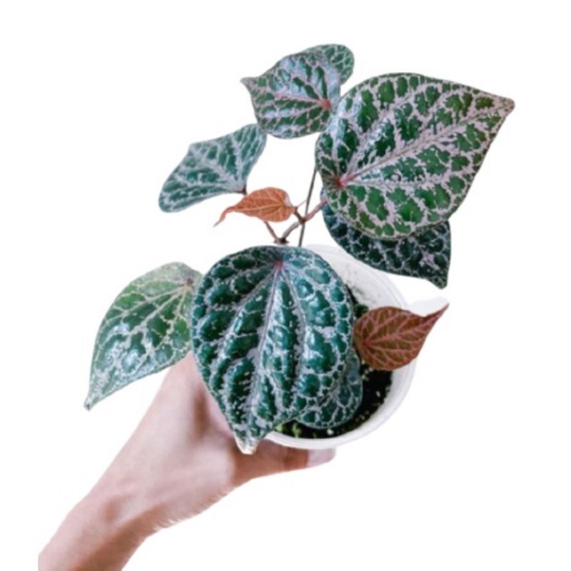 ( TERMURAH) Sirih Merah - Tanaman Hias Sirih Merah - Pohon Sirih Merah - Daun sirih Merah