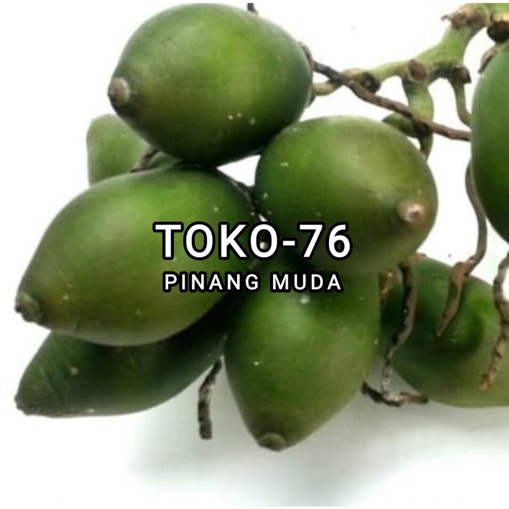 

Buah Pinang muda segar 1 kg obat herbal / buah jambe / jebug