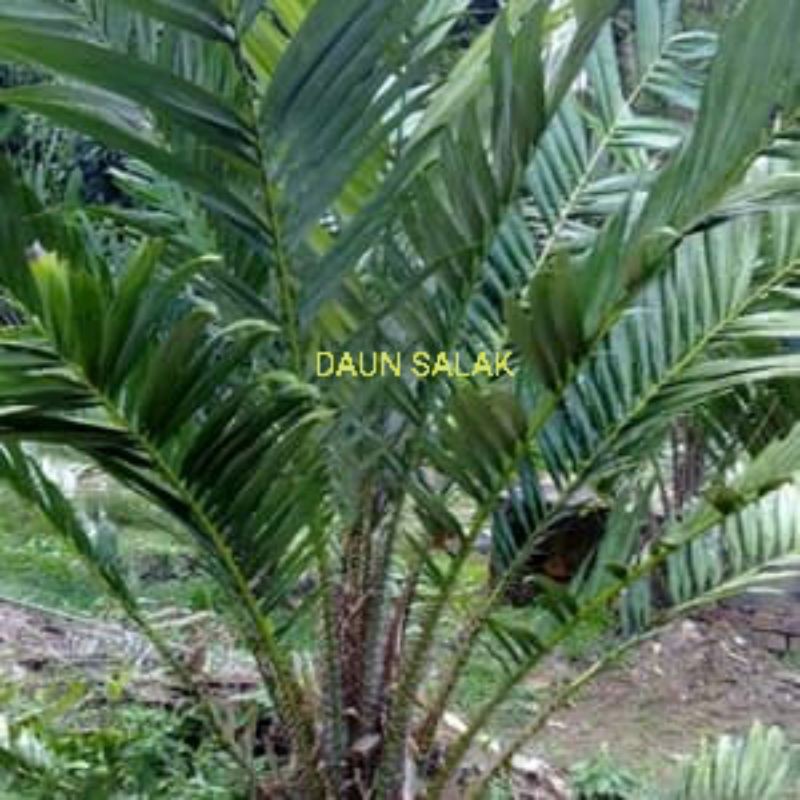 

Daun salak muda 100 gram segar herbal ambien