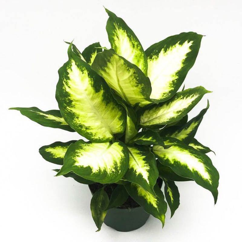 (TERMURAH) Tanaman hias aglonema tissue-bunga aglonema susu-aglonema srirezeki-kembang hidup-hiasan 