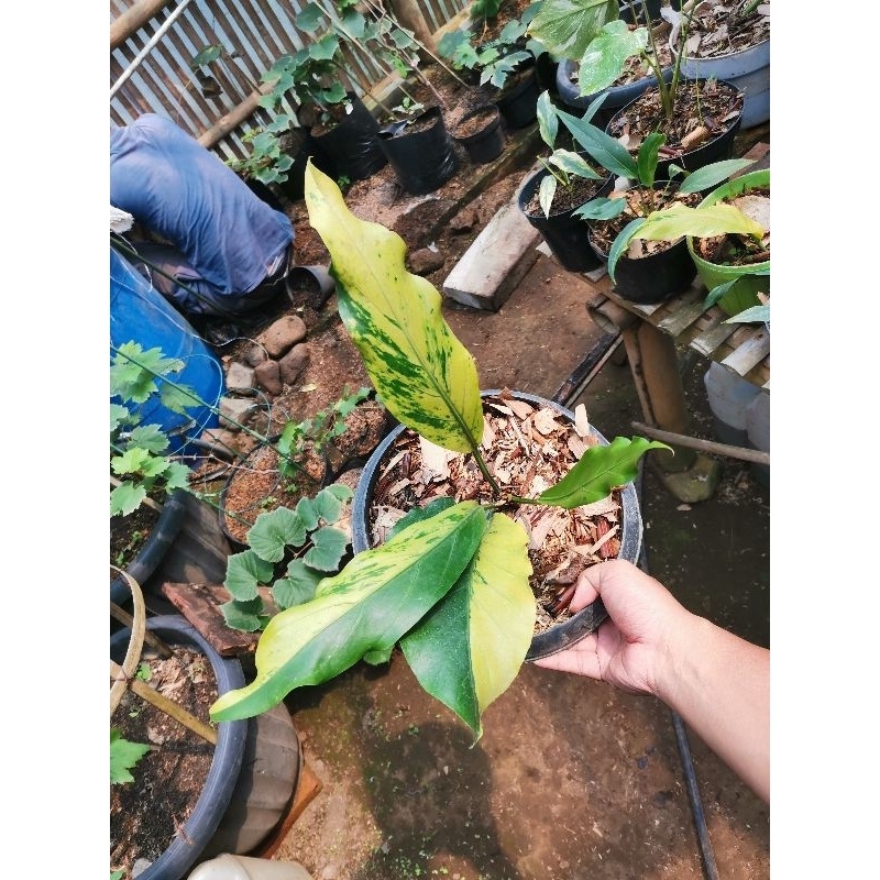 Anthurium Gelombang Cinta Variegata / Anturium gelombang cinta varigata