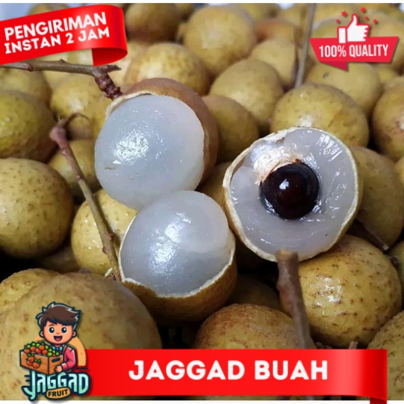 

Buah Kelengkeng Thailand, Kelengkeng Thailand (500g-1000g) JAGGAD FRUIT
