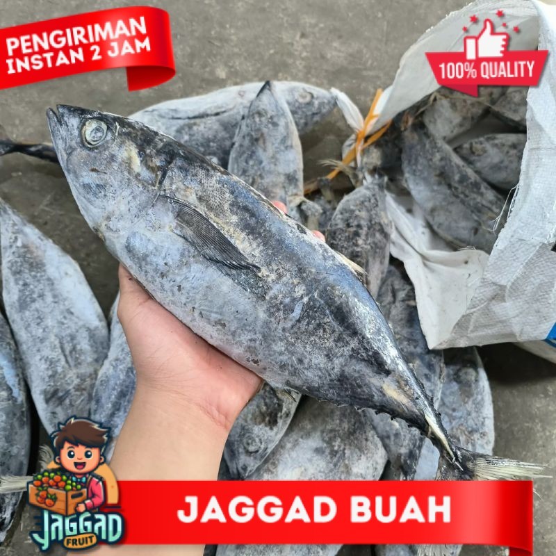

Ikan Baby Tuna 1kg JAGGA FRUIT
