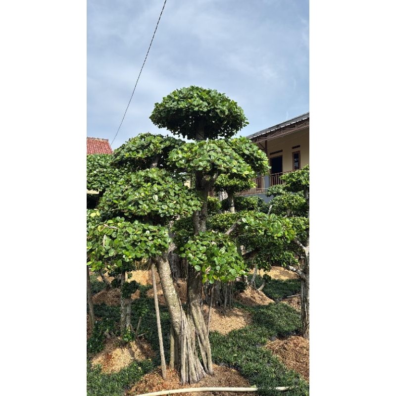 TERBARU Pohon Bonsay JUMBO Beringin Korea / Tanaman Bonsai DOLAR FREE TANAMAN KECIL DAN BATUAN Unik 