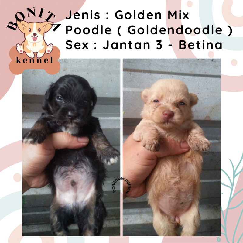 Goldendoodle Golden Mix Poodle Anak Anjing Golden Retriever Poodle