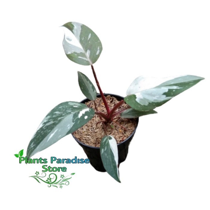 Tanaman hias Philodendron Anderson - philodendron red anderson