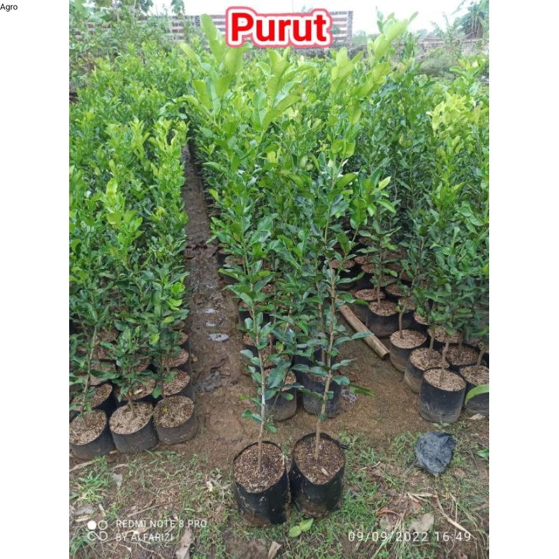 bibit jeruk purut  tinggi 1 meter rimbun