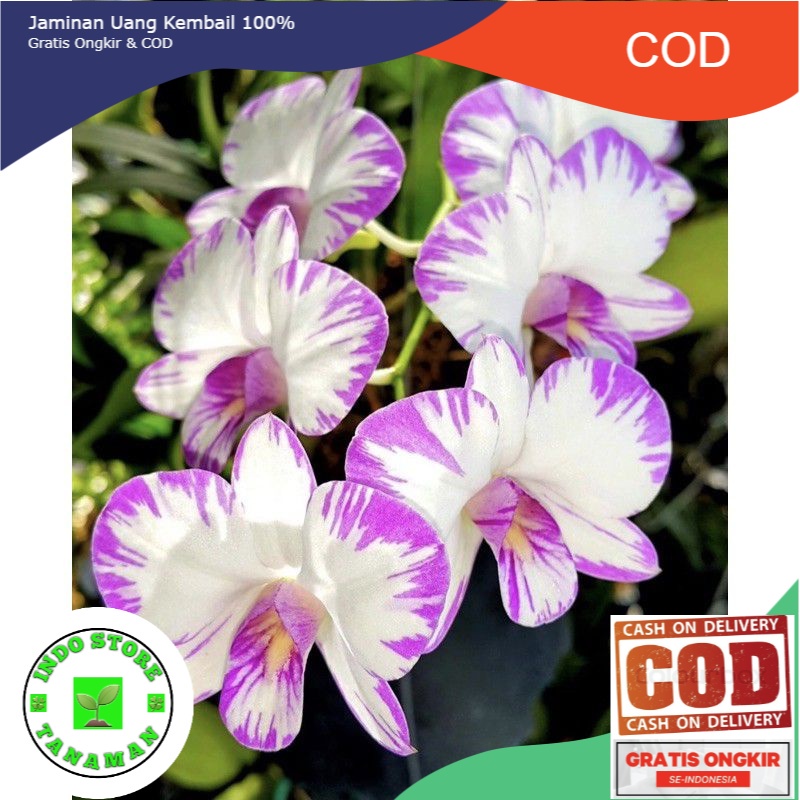 Seedling anggrek dendrobium enobi splash-tanaman hidup-bunga hidup murah-tanaman gantung hidup-bunga hiasan rumah-anggrek indonesia-tanaman viral (BISA COD)
