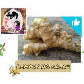 

Birdiemitrendy Lempuyang segar 1kg