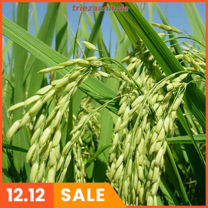 Pupuk Cair Penambah Bobot Padi, Pupuk Organik Hayati Untuk Padi Kerdil