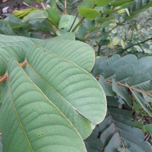 

Daun ketepeng china 300grm