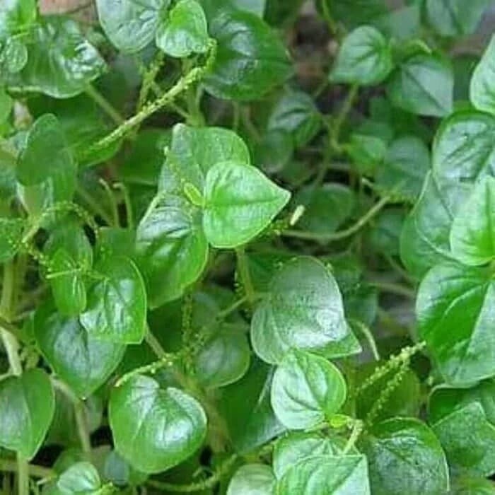 

Ready Daun ketumpang suruhan atau sereh cina segar 100gram mugilaris