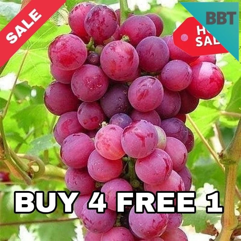 bibit anggur merah manis jumbo
