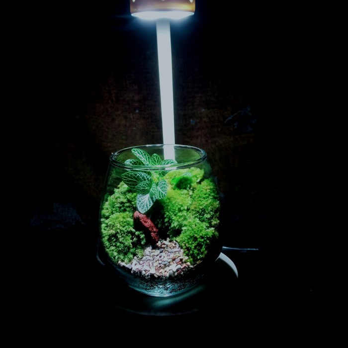 

Terrarium Glass Forest Mini - decoration indoor - Hampers & Souvernir