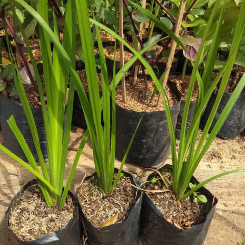 Tanaman Herbal Dlingo