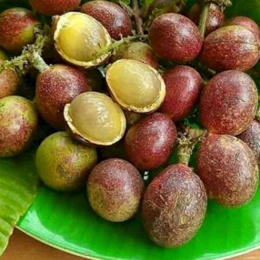 PROMO 5 BIBIT MATOA MERAH/ MATOA HIJAU ADA SUPER UNGGUL