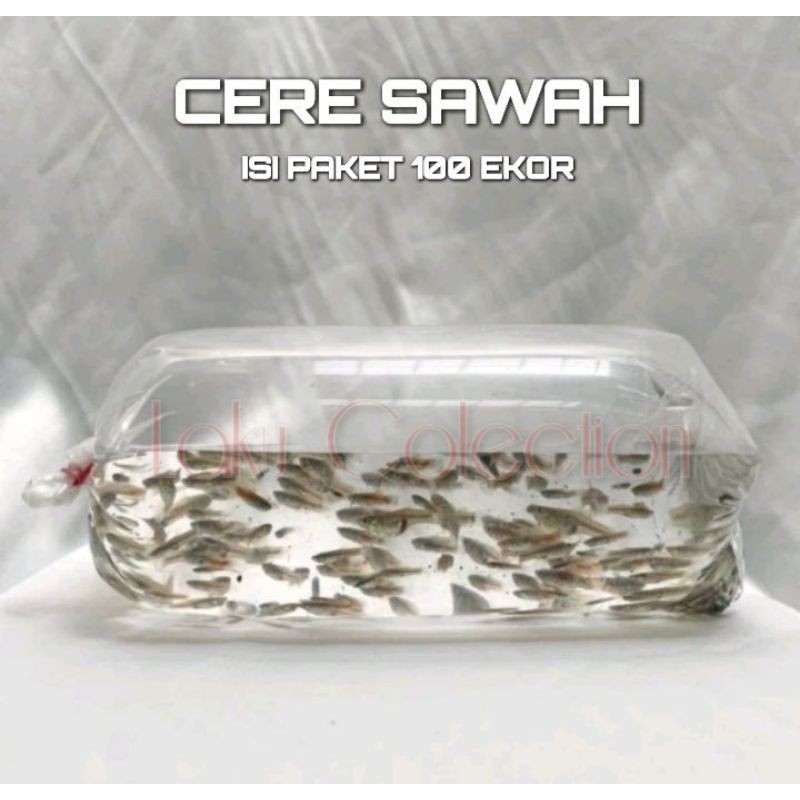 Cere Sawah Paket 100 Ekor Ukuran Besar Guppy Pakan Alami Ikan Predator Louhan Pbas Channa Arwana Osc