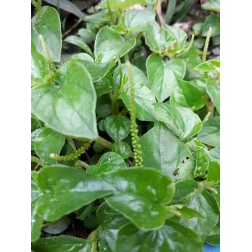 Terlaris sirih cina/sirih bumi/obat rematik /obat asam urat