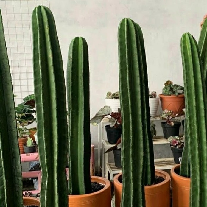 

( BISA COD) TANAMAN HIAS KAKTUS KOBOY - KAKTUS BELIMBING TINGGI 35-50