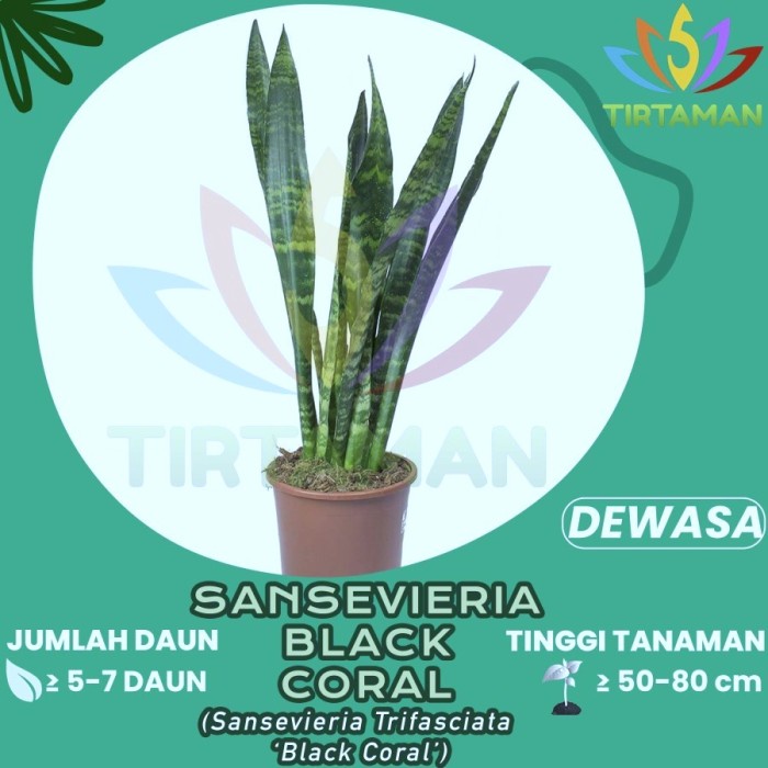 Sansivera Black Coral  Sansevieria Trifasciata Lidah Mertua Hitam