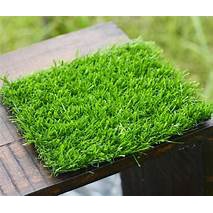 Tanaman Rumput Jepang (Zoysia japonica )Per 1 Meter - Rumput Jepang Per 1 Meter Persegi - Plantstara