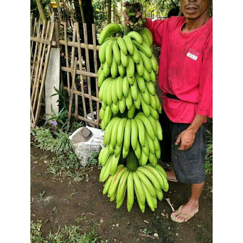 BIBIT PISANG AMBON SUPER