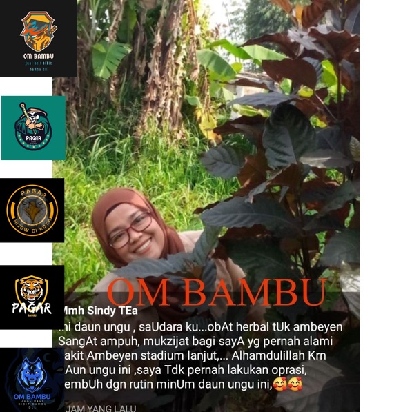 

daun unggu handeleum segar ter murah harga perlembar