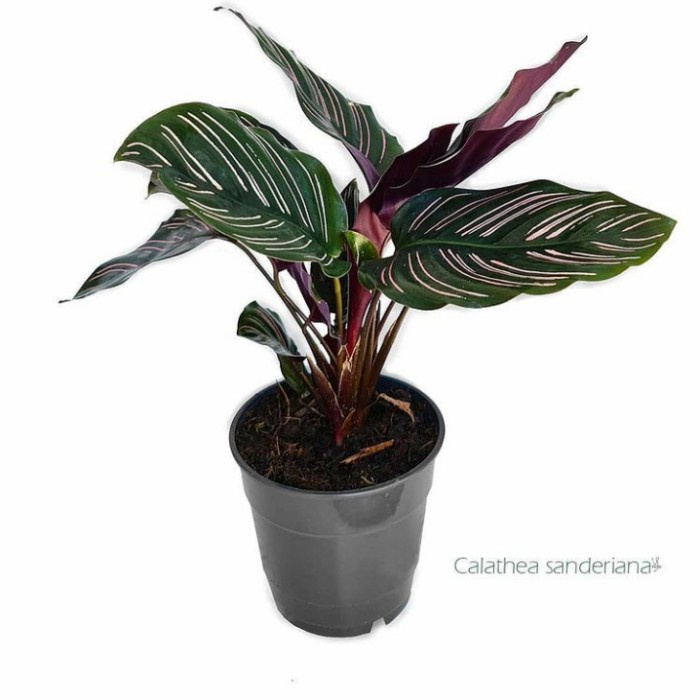 tanaman calathea sanderiana