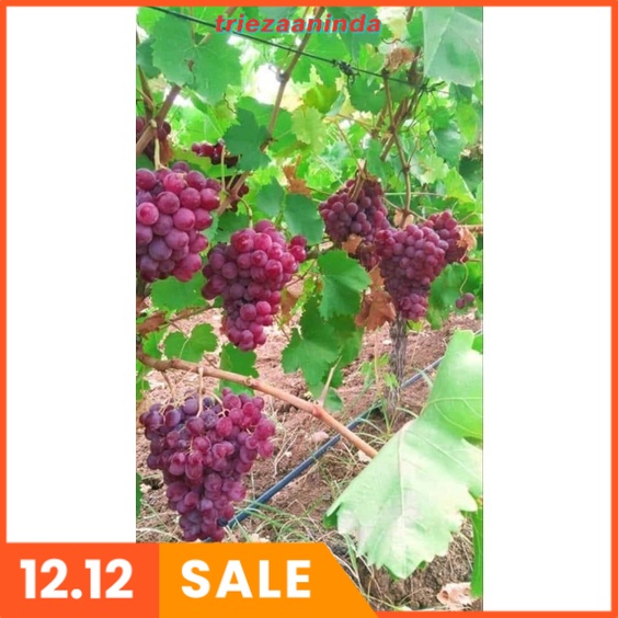 Pupuk Pohon Anggur Agar Cepat Berbuah, Pupuk Anggur Cepat Berbuah