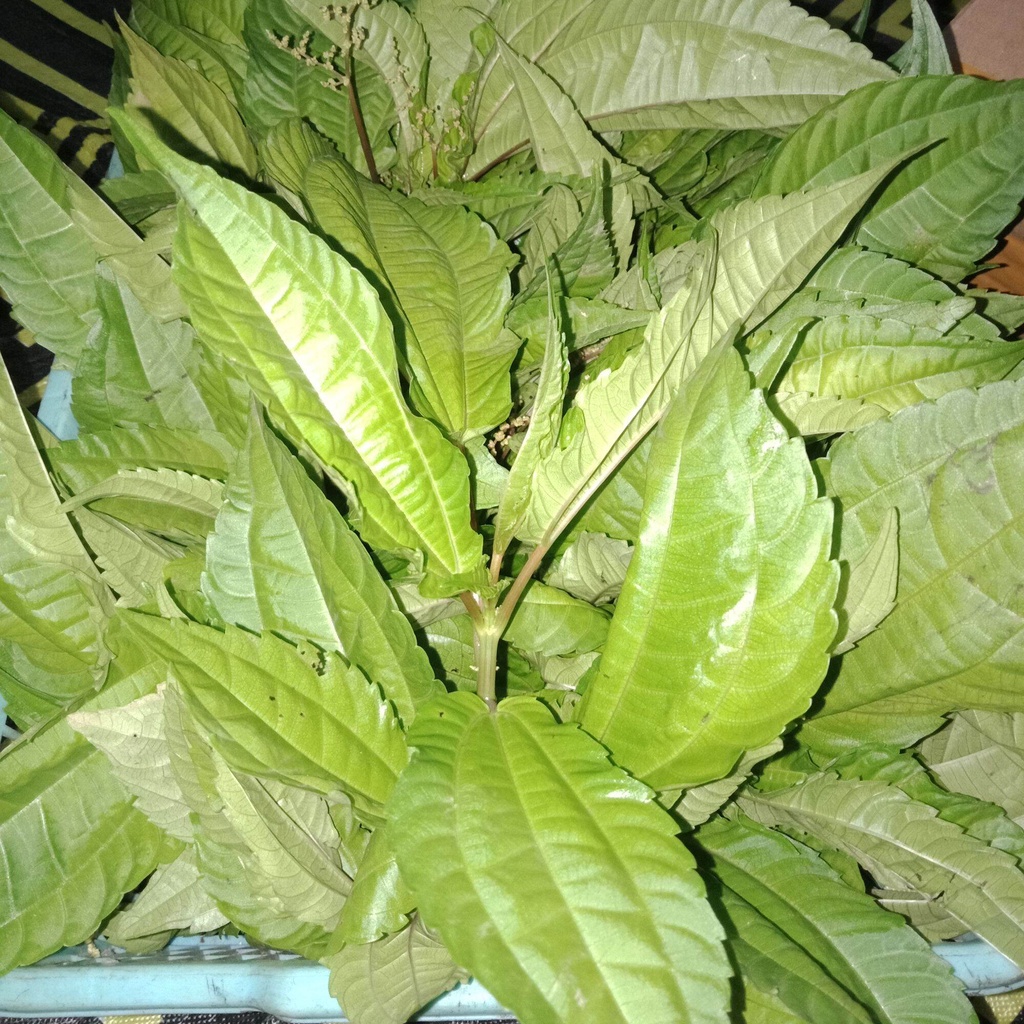 Lalapan daun pohpohan segar