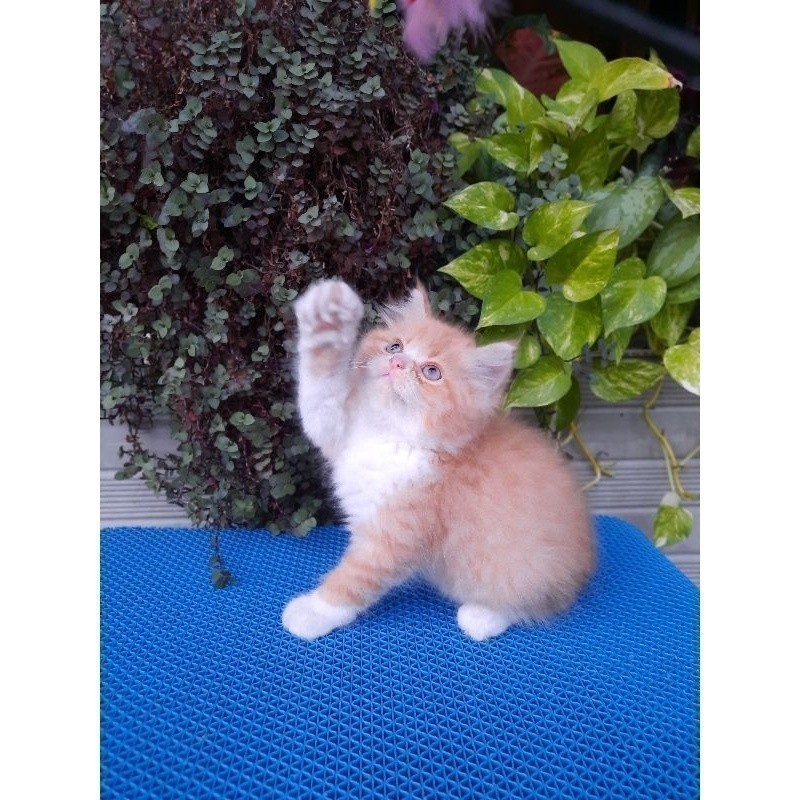 KUCING PERSIA/KUCING ANGGORA / KUCING HIMALAYA/ MUNCHKIN / RAGDOLL / KITTEN