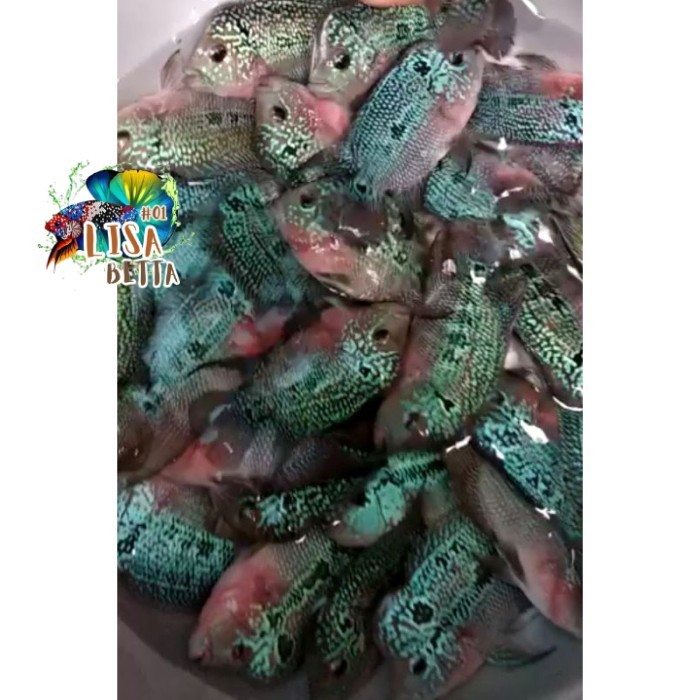 hiasan aquarium Ikan Louhan lohan SRD SRM Ukuran 7 8 cm atau 2 jari BELI 3 GRATIS 1 super grade