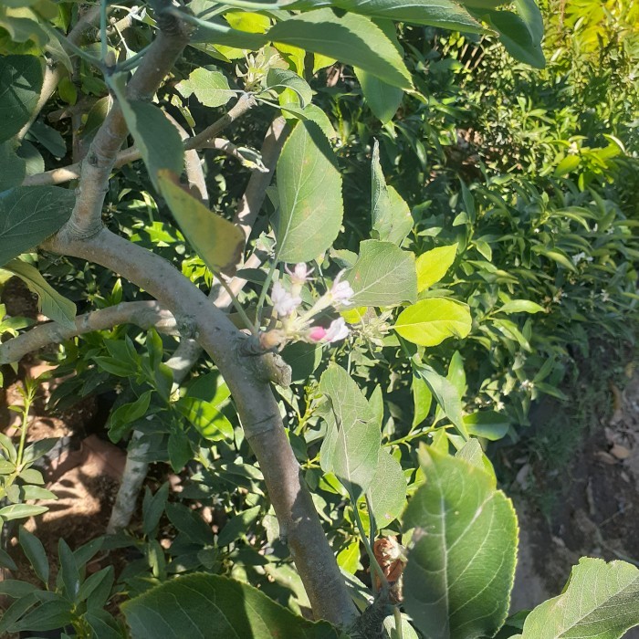 BIBIT APEL ANNA/ APEL ANA HASIL CANGKOK SEDANG BERBUNGA BATANG BESAR