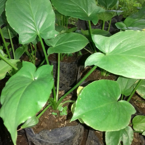 Tanaman Keladi Tikus Asli , Untuk Obat Herbal atau Tanaman Hias