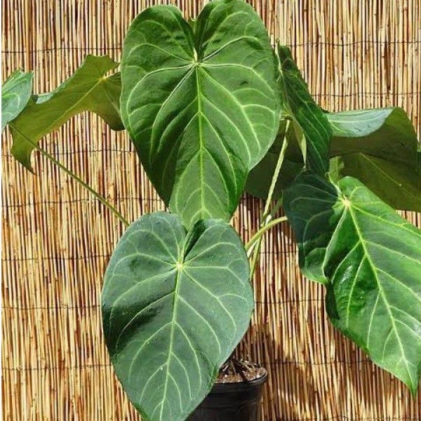 TANAMAN HIAS ANTHURIUM MAGNIFICUM (kuping gajah batang kotak)