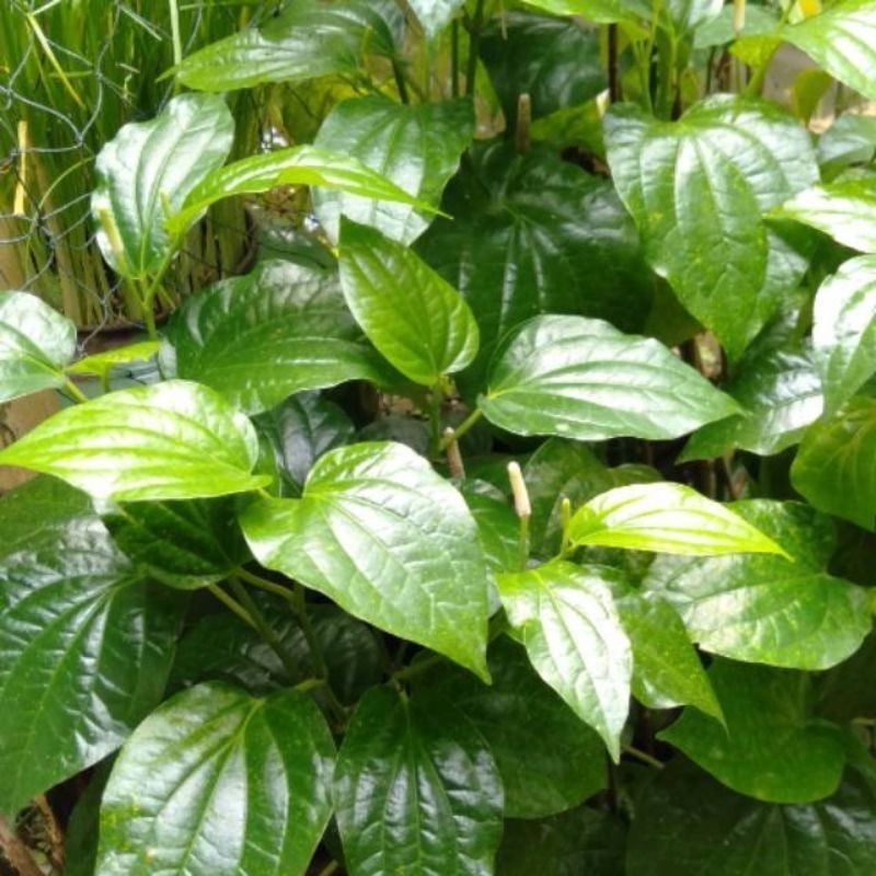 

New Promo Daun karuk sirih tanah obat batuk asma/100 lembar COD