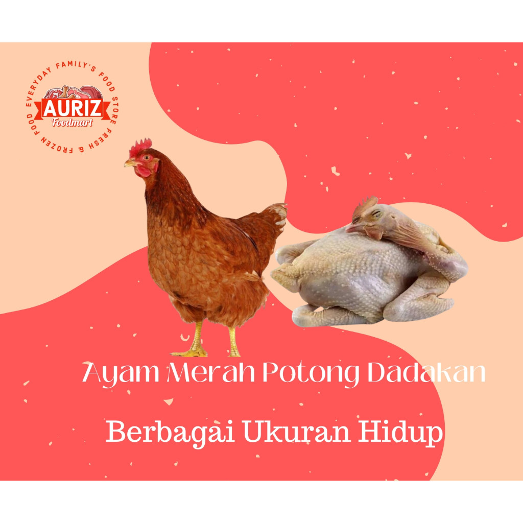 

MURAH AYAM SEGAR OMA : Ayam Merah/Petelur Potong Dadakan (Berat Hidup) per Ekor