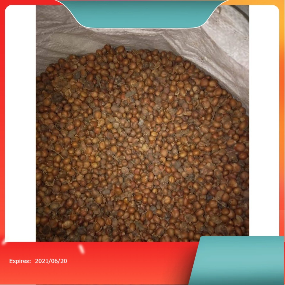 Terlaris Benih biji kesambi/kecacil unggul/benih bibit/biji benih siap semai khualitas unggul Bibit 