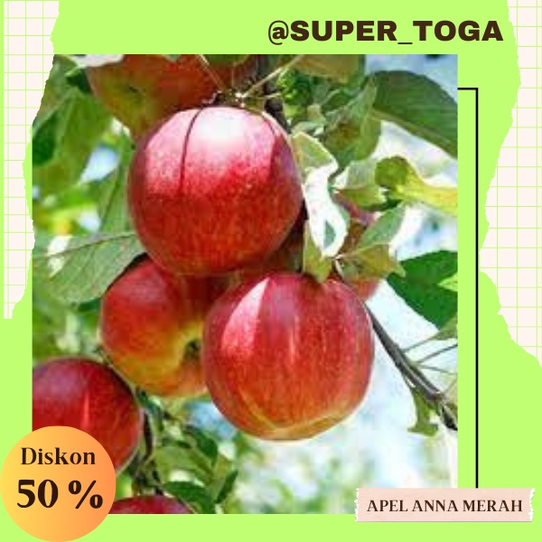 PROMO 2 BIBIT APEL ANNA MERAH HASIL CANGKOK CEPAT BERBUAH BIBIT APEL ANA BIBIT APEL MERAH BIBIT APEL