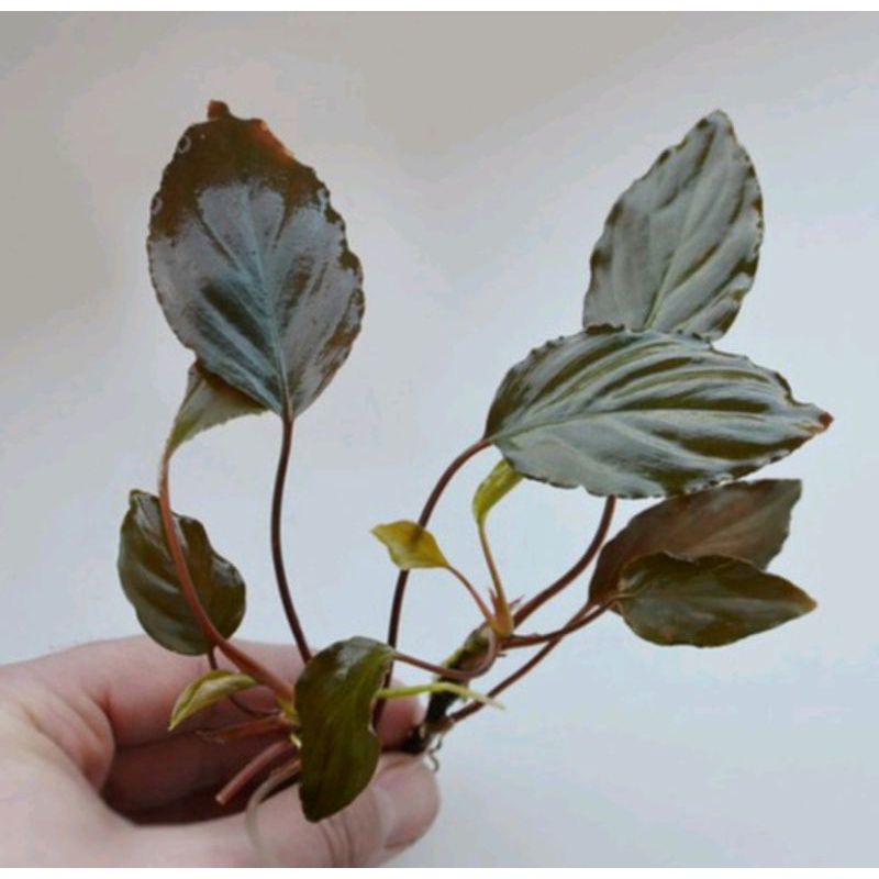 Tanaman hias Aquascape Aquarium Anubias Red -Homalomena Sp Red