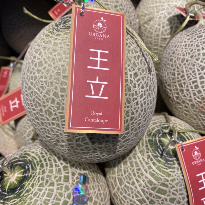 

Melon royal cantalope urbana | buah melon manis urbana 1,5 kg