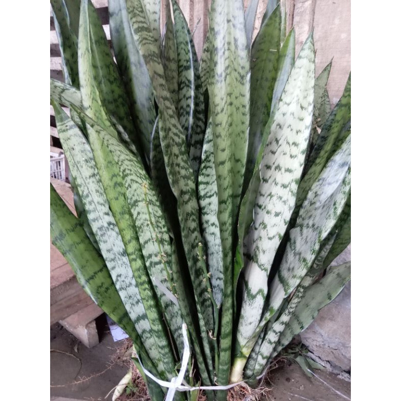 Lidah mertua Hijau tinggi 1 meter