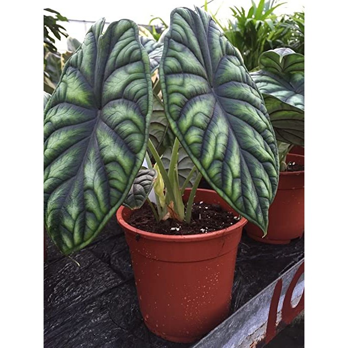alocasia dragon scale  (Alocasia baginda ‘Dragon Scale’) bibit tanaman hias daun