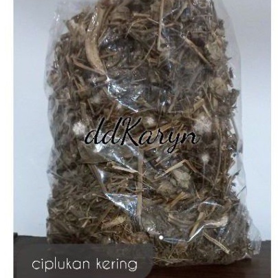 

Birdiemitrendy 1 kg 1kilo 1000gr Ciplukan kering / cecendet kering