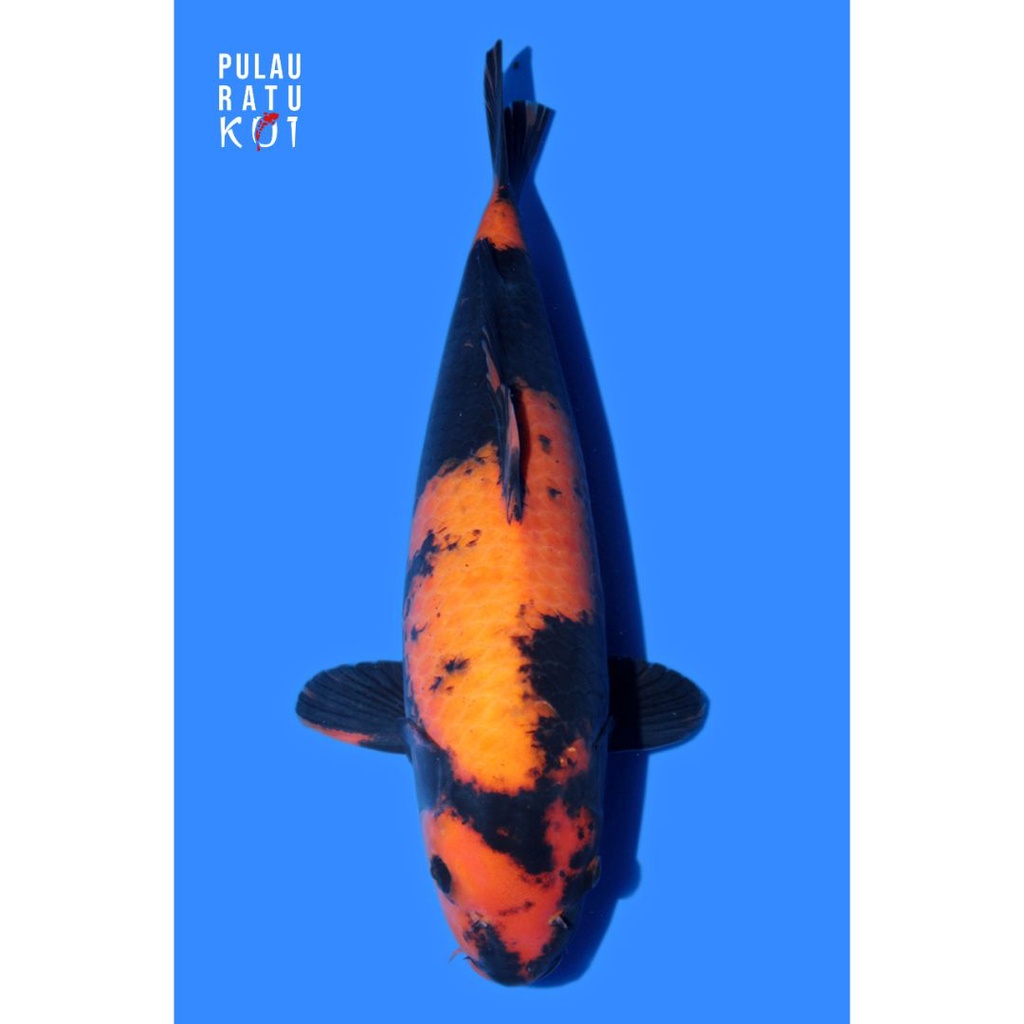 Shinoda hi utsuri 55 bu koi import sertifikat breeder